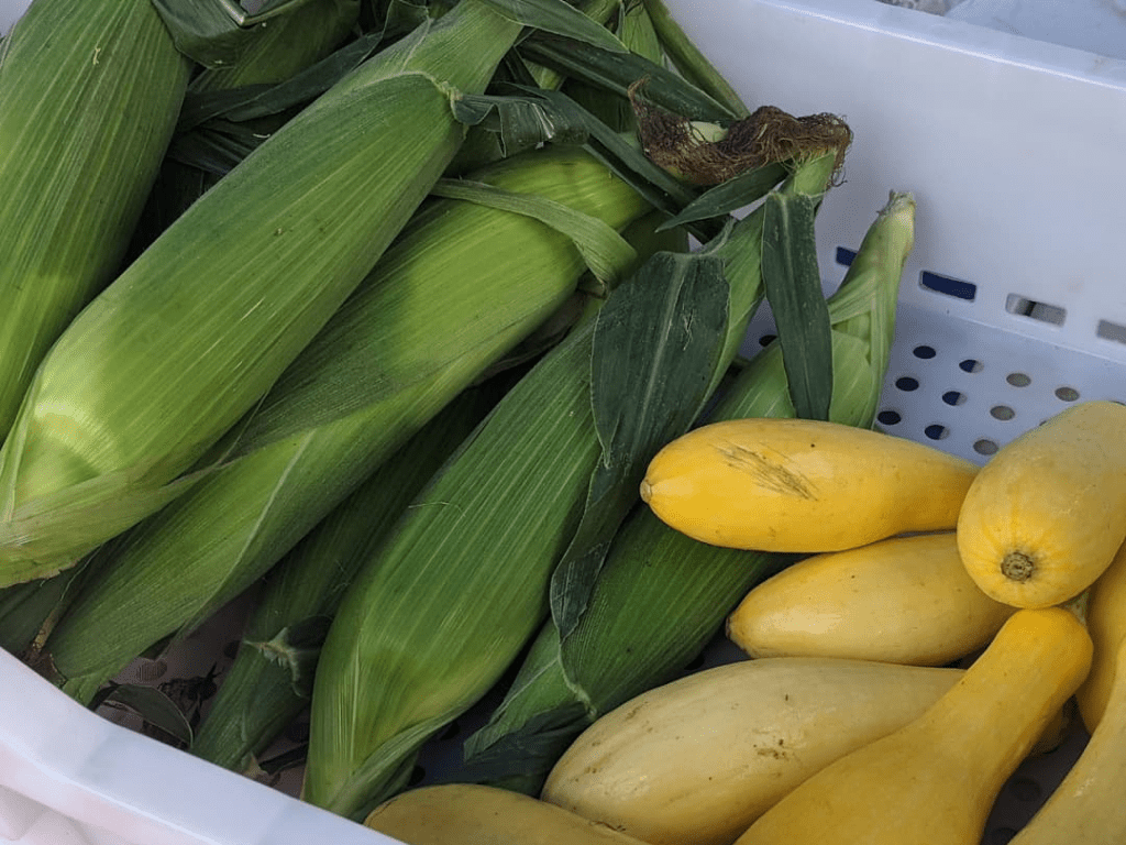 Close up corn and yellow squash