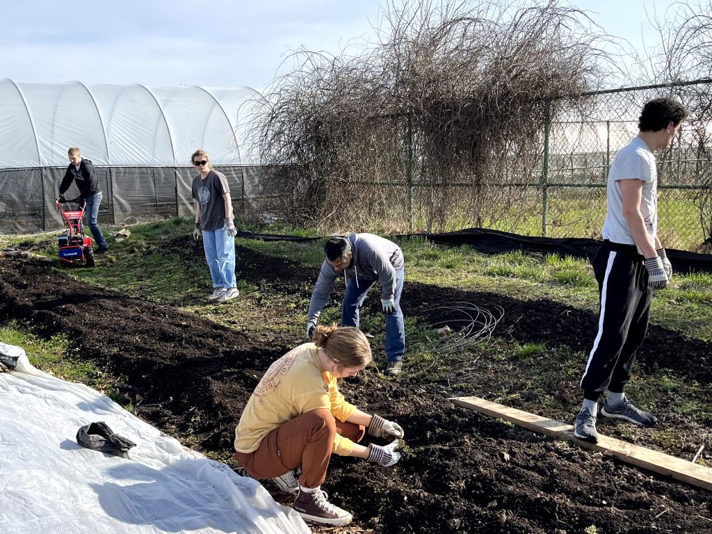 group of university students working in a garden bed at the real food farm